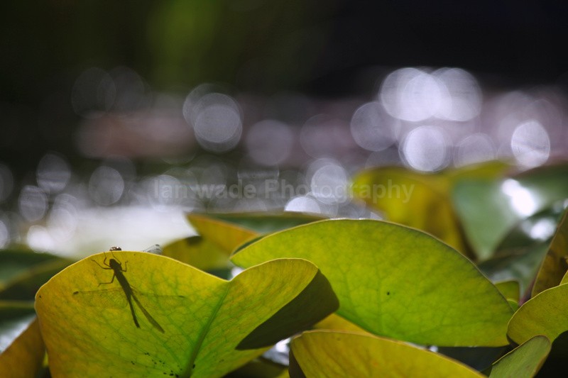 Dragonfly shadow on a Lilly_Somerset_0044 - Reptiles, amphibians & pond life, Great Britian