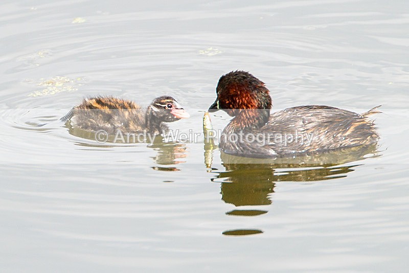 20140712-_MG_6636 - Gt. Crested & Little Grebes