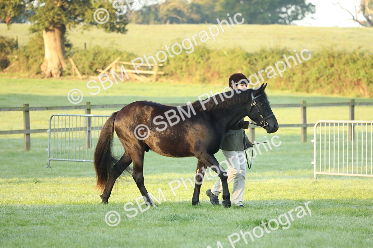 SBM_57774 - S42 - Youngstock