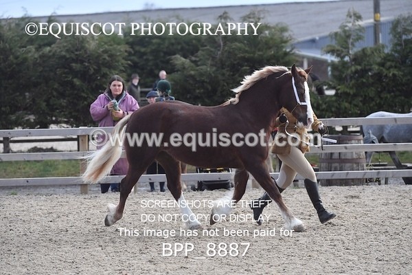 BPP_8887 - RING 2 - M&M