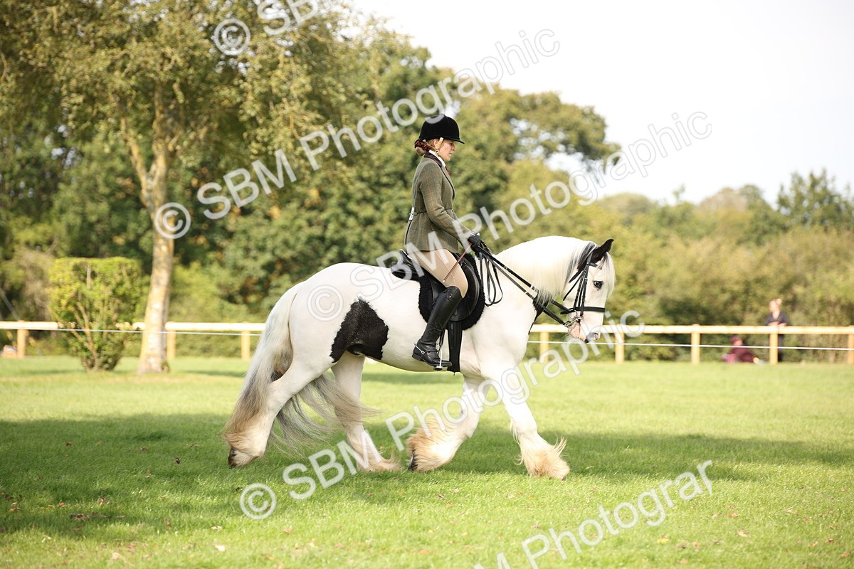 SBM_70065 - S65 - Piebald & Skewbald Horse Ridden