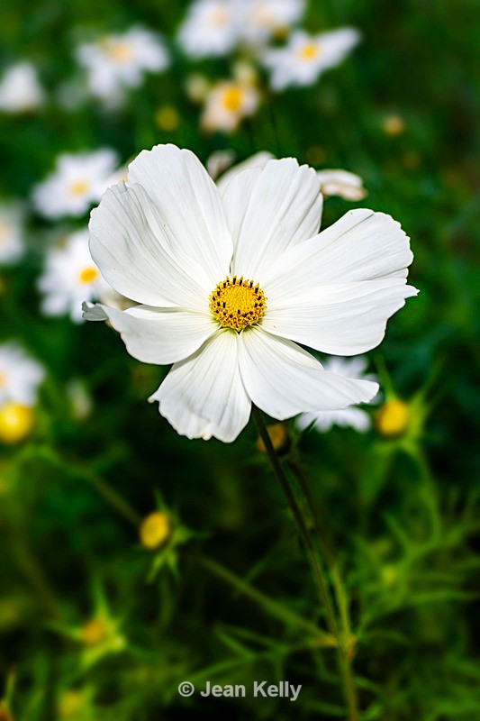 White Cosmos - DSC_7542 - White