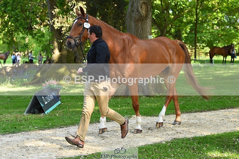 230524-164144-01029 - 111-CREEVAGHSTABLES_IFICUDIWUD-Tim_Cheffings-WEDTrotUp+DR