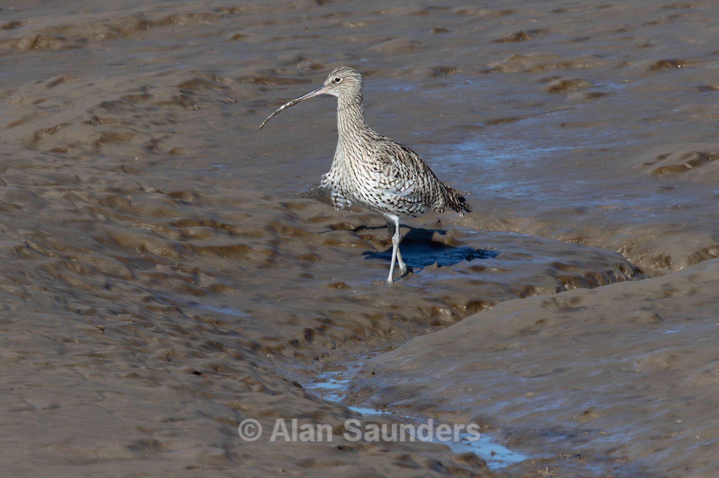 Eurasian Curlew 50