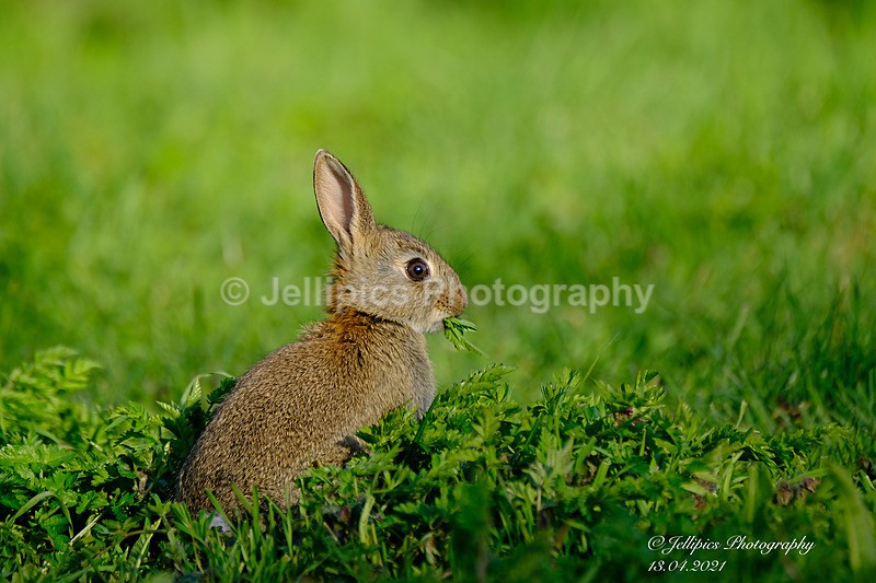  - Wildlife and Nature