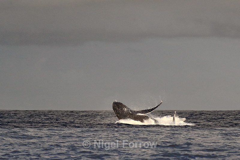 Humpback Whale breaching, South Africa - Whale