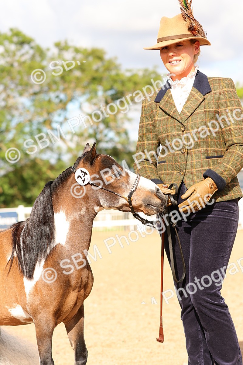 SBM_10310 - Class 206 - IH Non Show Type Pony