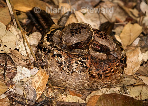 Collared nightjar pair - Exhibition acceptances