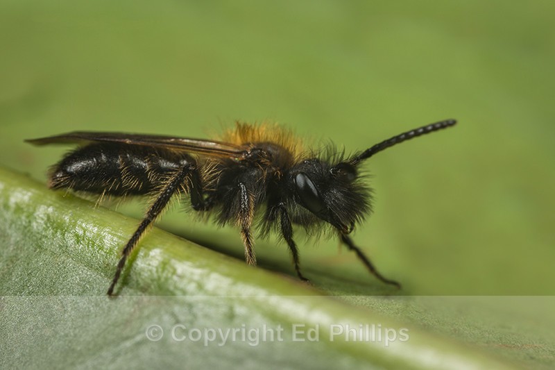 Andrena bicolor (m) - Andrena bicolor