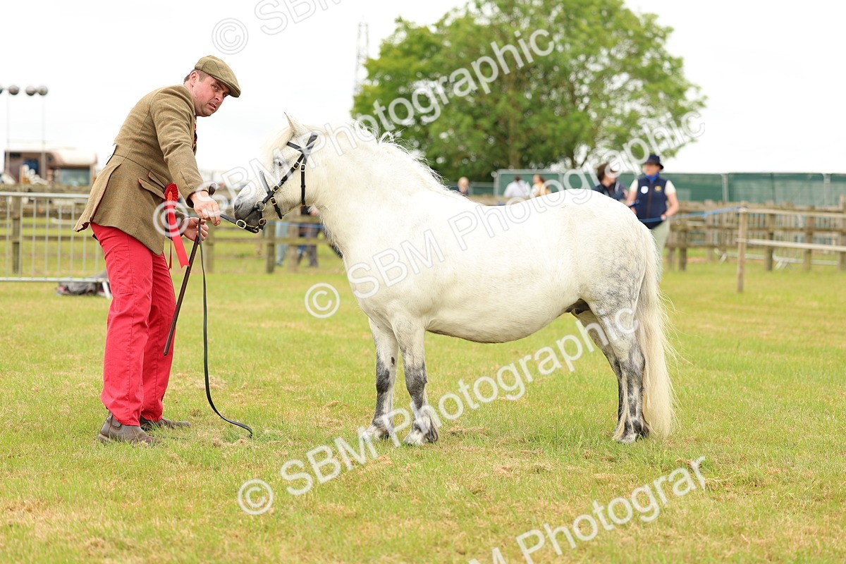 SBM_04391 - Class 64-67 - Shetland Pony In Hand