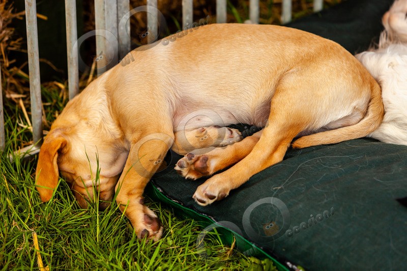 Yellow Labrador puppy_0327 - Pet Photography