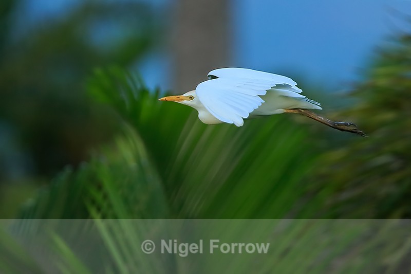 Cattle Egret in flight, Kauai - Cattle Egret