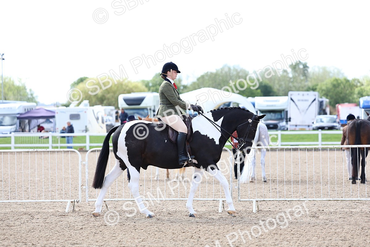 SBM_12018 - Class 308 - Ridden Coloured Horse