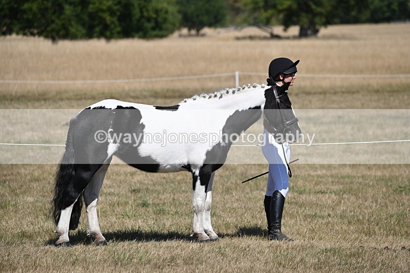 WJ6_8555 - Class 37b Best Loan Pony In-hand