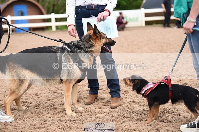 240518A-121006-01107 - Cls 3 Handsomest Dog