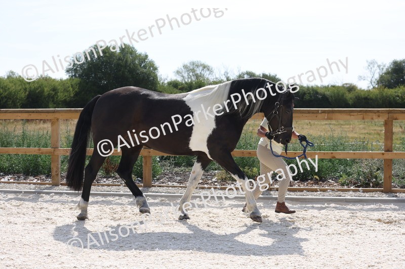 20260802-0887 - Class 9 - Youngstock
