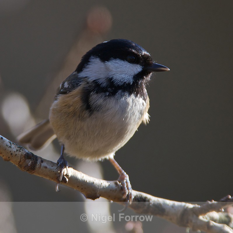 Coal Tit on Brownsea Island - Coal Tit