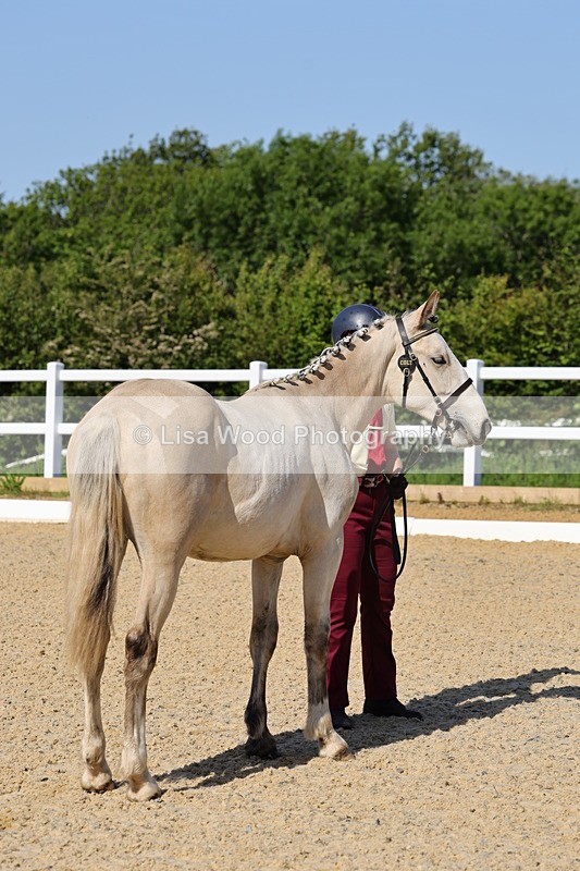 1X9A0768 - Class 4: Youngstock 1, 2, 3 year old to exceed 153cm