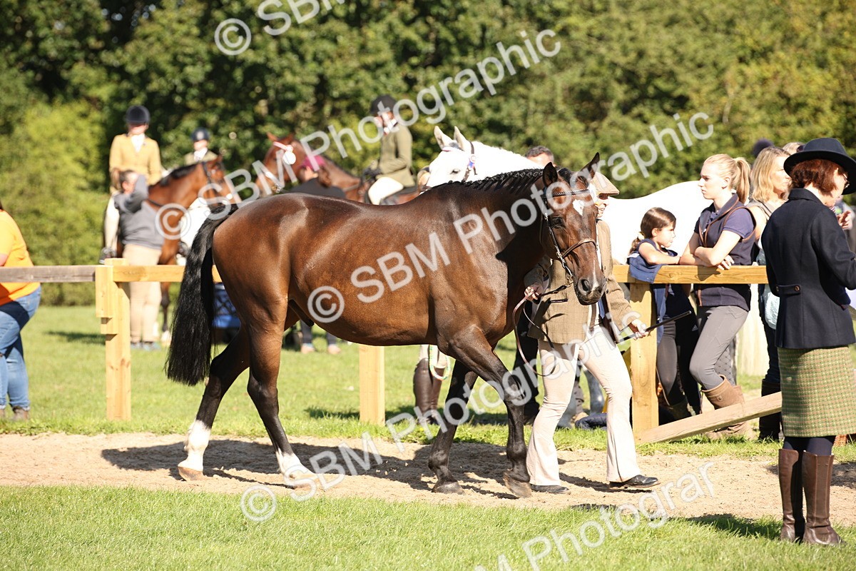 SBM_36665 - S10 - Best In Hand Horse & Pony