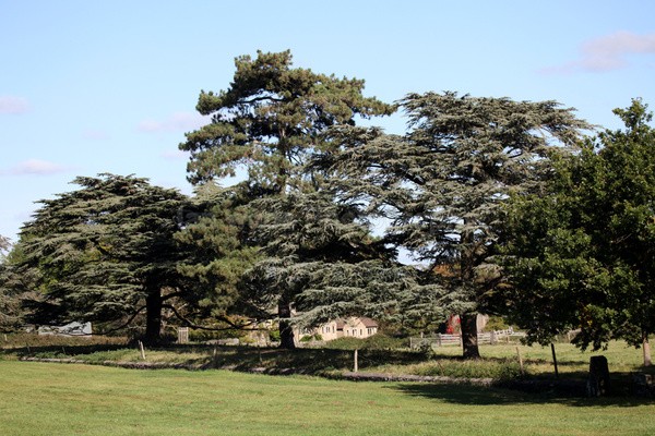 Frenchay Trees  _103 - Frenchay care home Collection v