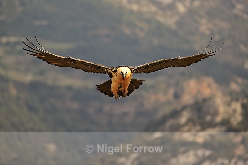 Lammergeier gliding feet down, Catalonia, Spain - Lammergeier