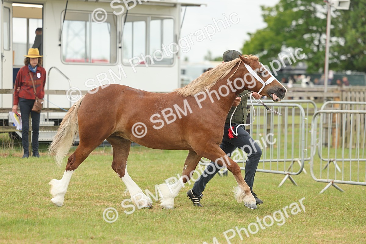 SBM_04965 - Class 50-57 - M&M Welsh Pony In Hand