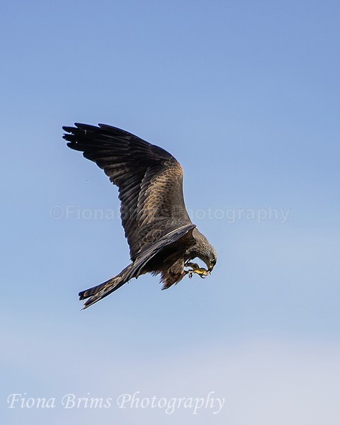 WowPD Mar17-146 - Birds of Prey