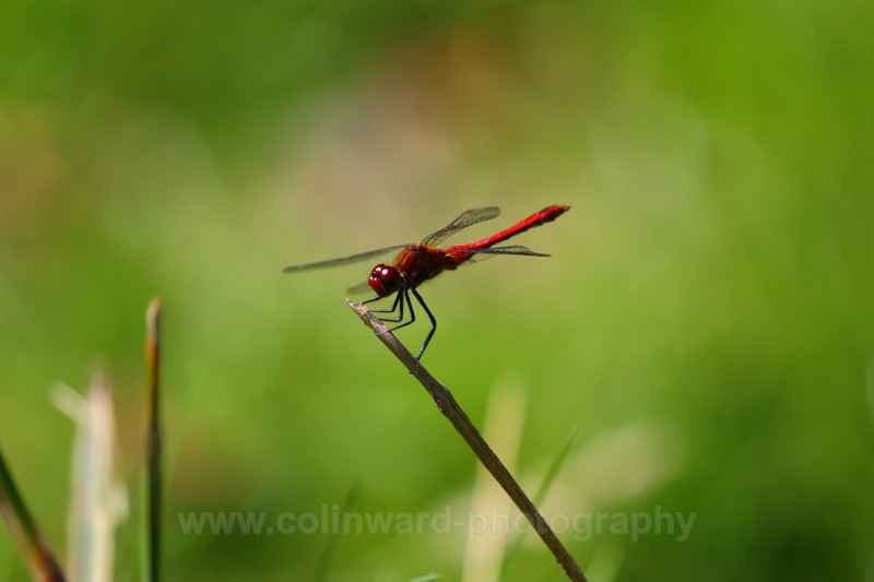 Red Darter Dragonfly   ref 1556 - macro and nature.