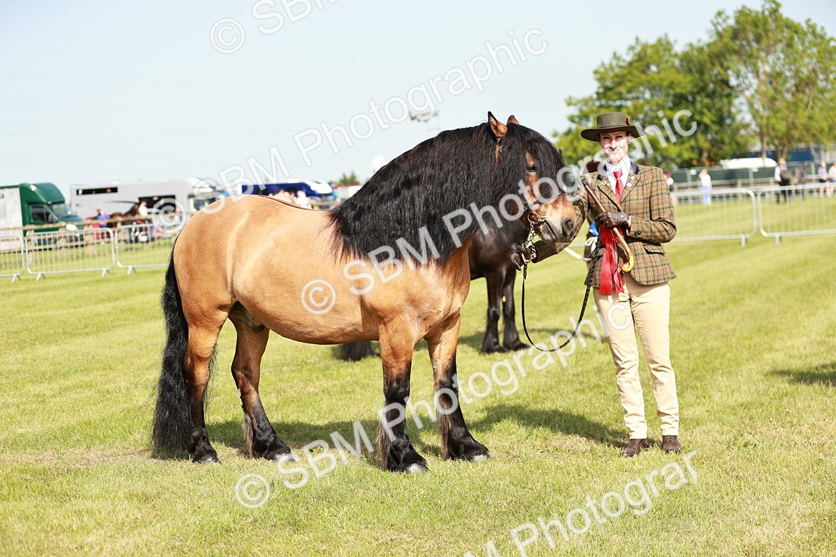 SBM_00861 - Class 14-23 - Mountain & Moorland In Hand Non Welsh