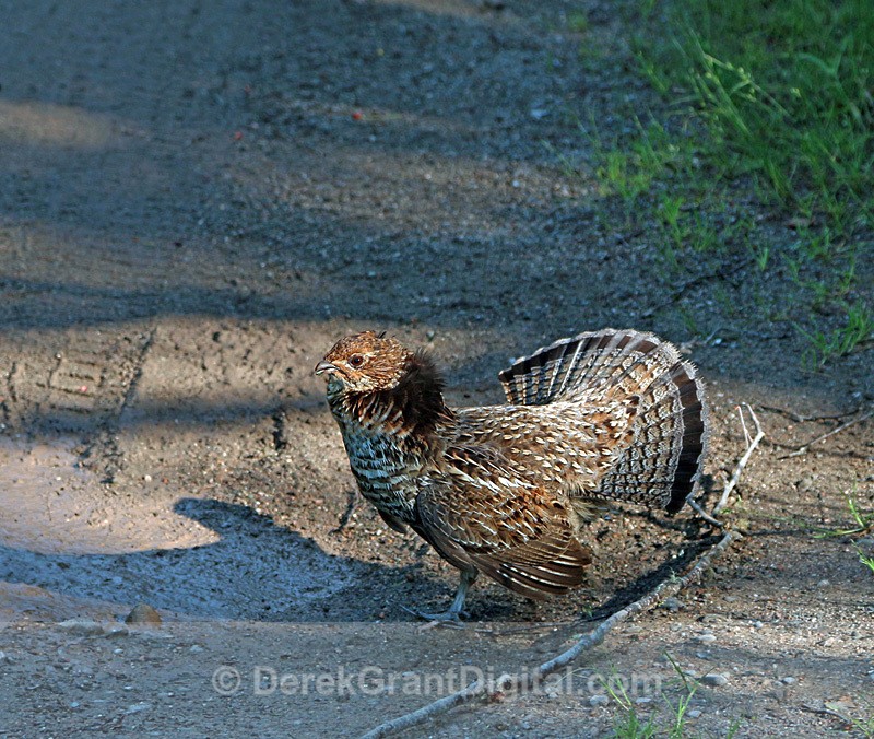 Bonasa umbellus - Displaying Female - Birds of Atlantic Canada