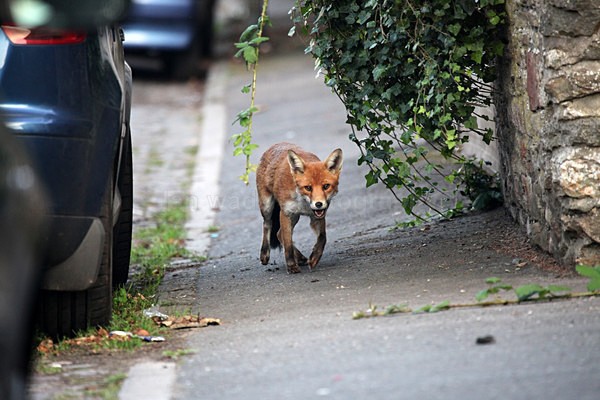  - Urban Foxes, Bristol, Great Britain