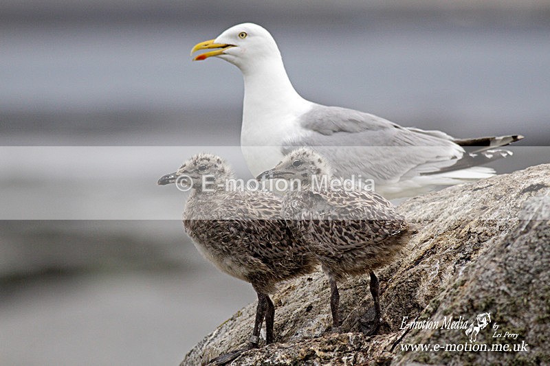 Herring Gull 280609 - Nature