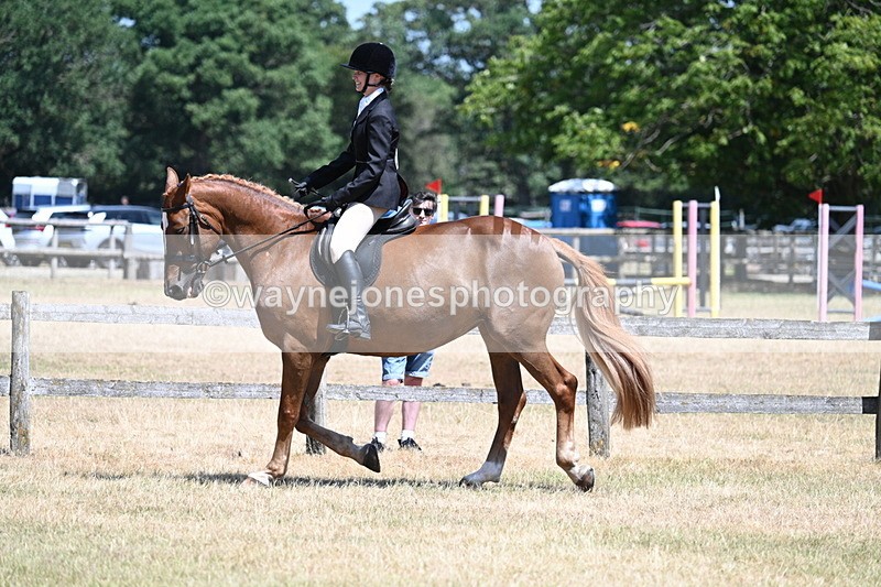 WJ7_2798 - Class 7 Riding Club Show Horse
