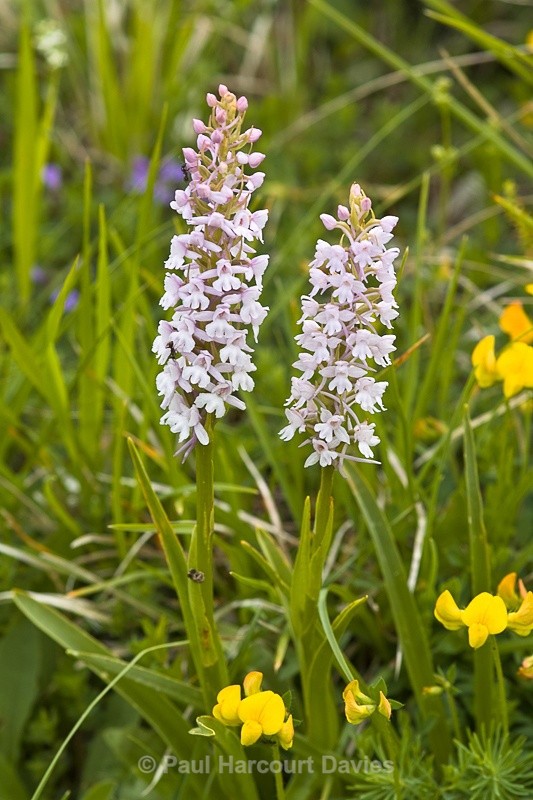  - Orchids - Various
