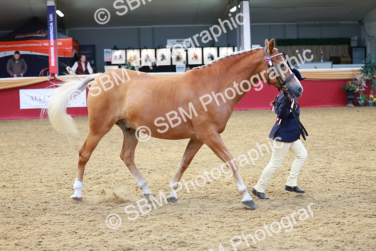 SBM_04248 - Class 9R - IH Pre-Vet