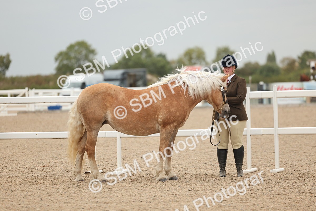 SBM_19253 - Class 317 - IH Pure Bred Horse-Pony