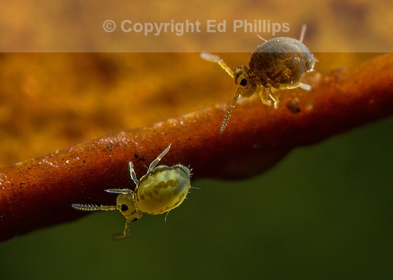 Sminthurinus elegans & S. igniceps