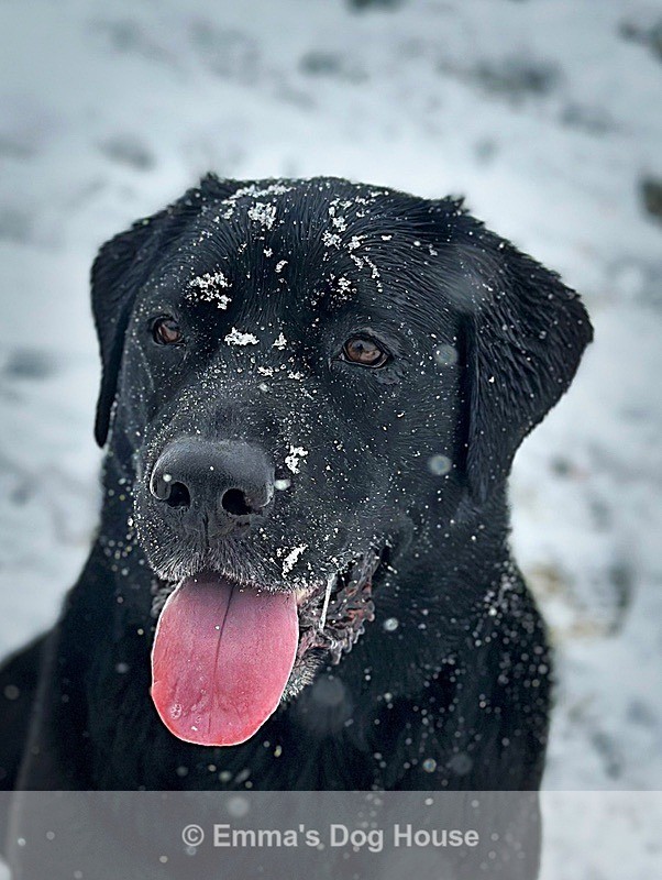  - Pawtraits