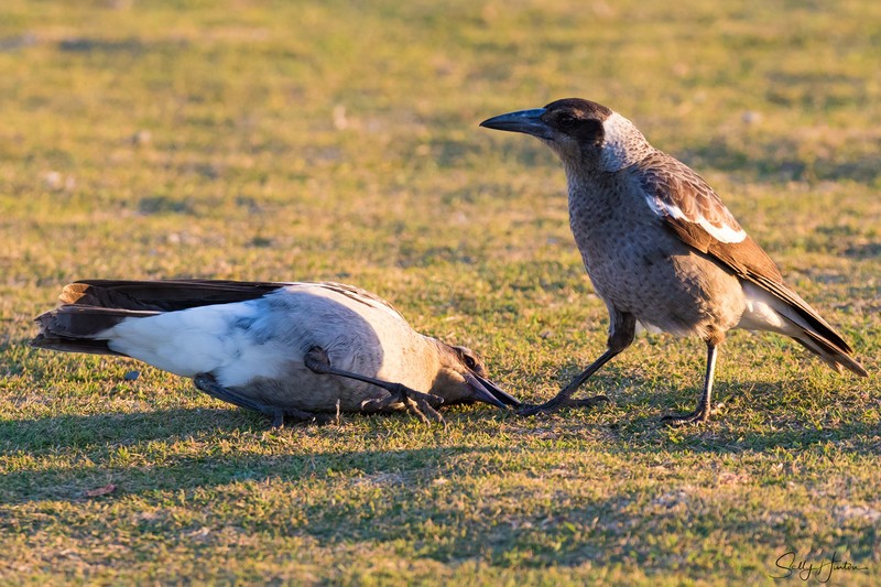 Juvenile Magpies 2