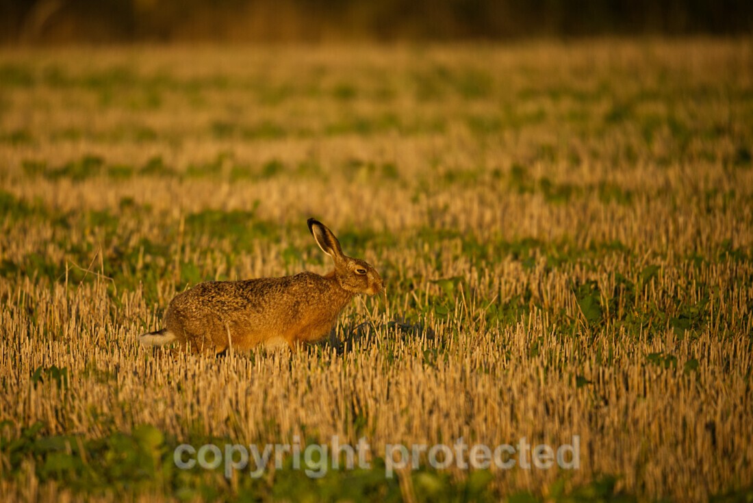 European Hare - Farmland - Suffolk - Mammals