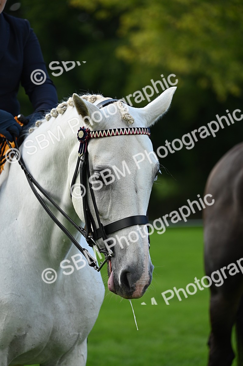 SBM_02083 - S2 - TSR Ridden Horse Showing