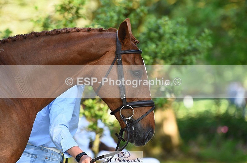 230524-164516-01070 - 113-I'M_A_WONDER-Rosie_Fry-WEDTrotUp+DR