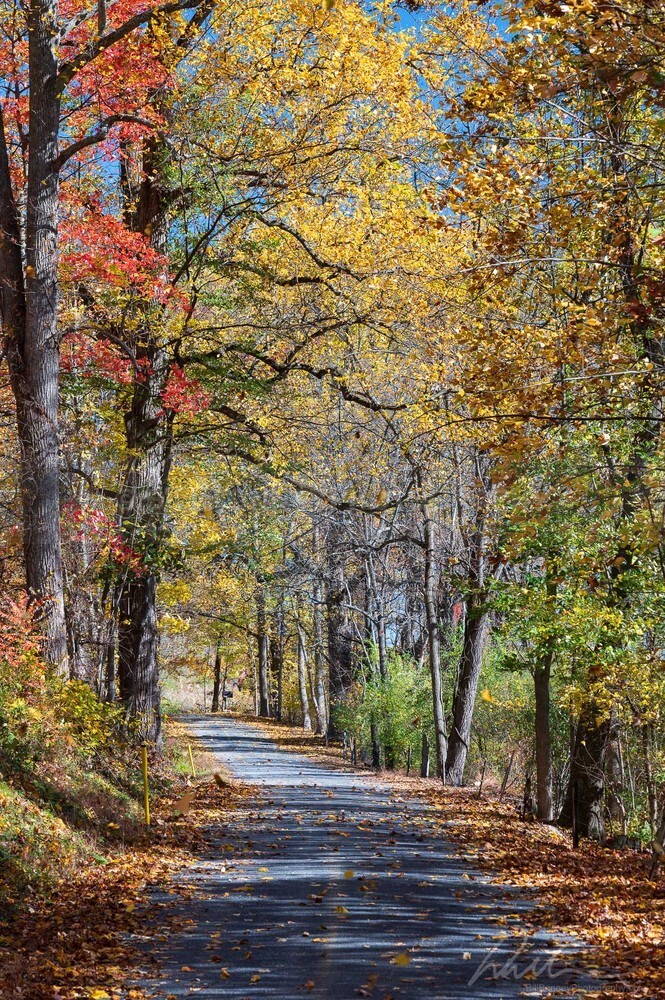 DSC_7920 - Autumn