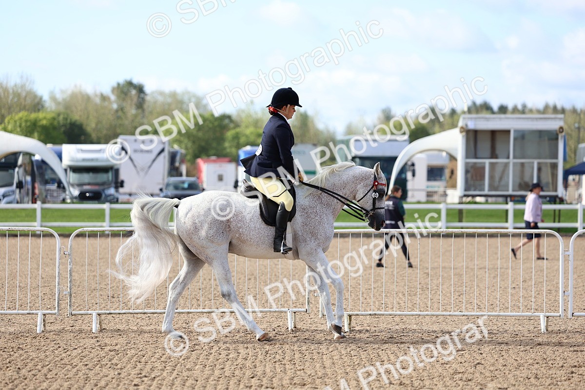 SBM_09111 - Class 303 - Ridden Pure Bred Horse Pony