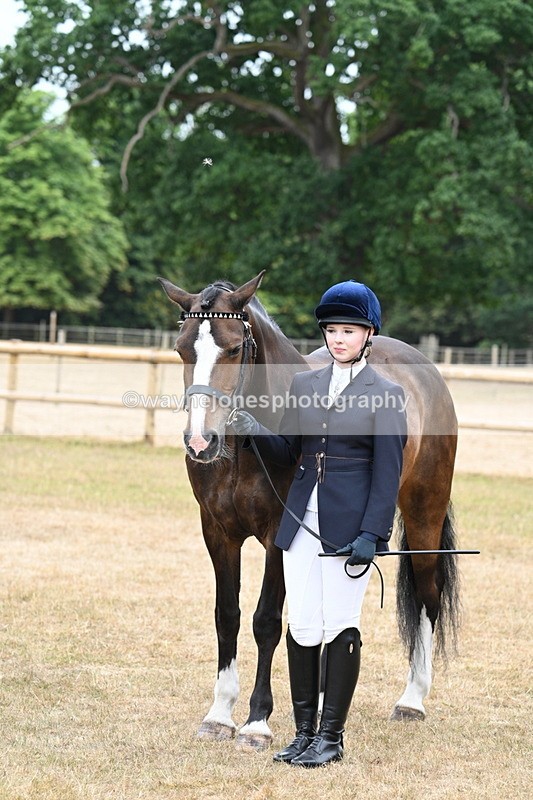 WJ7_0127 - Class 5a Most Handsome Gelding (above 14.2hh)