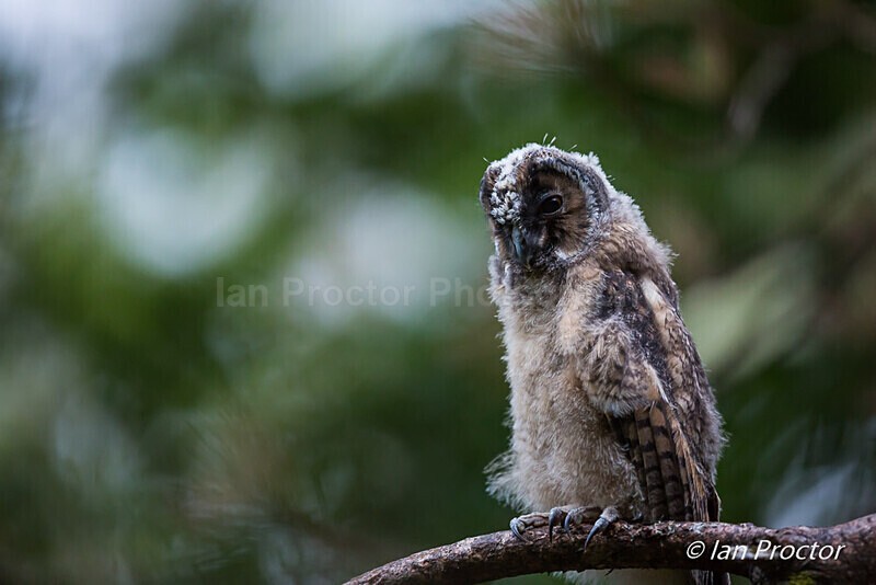 Grow old and wise, I must! - Yoda Owlet! - Nature