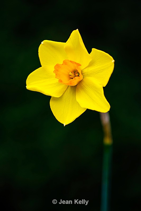 Single Daffodil - DSC_3756 copy - Yellow