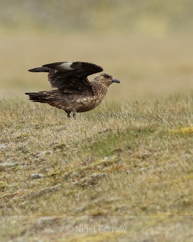 Great Skua, wings raised, Iceland - Great Skua