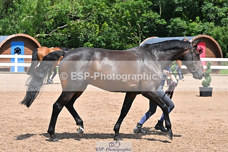 240718A-105257-01375 - Trot Up 12pm to 1pm