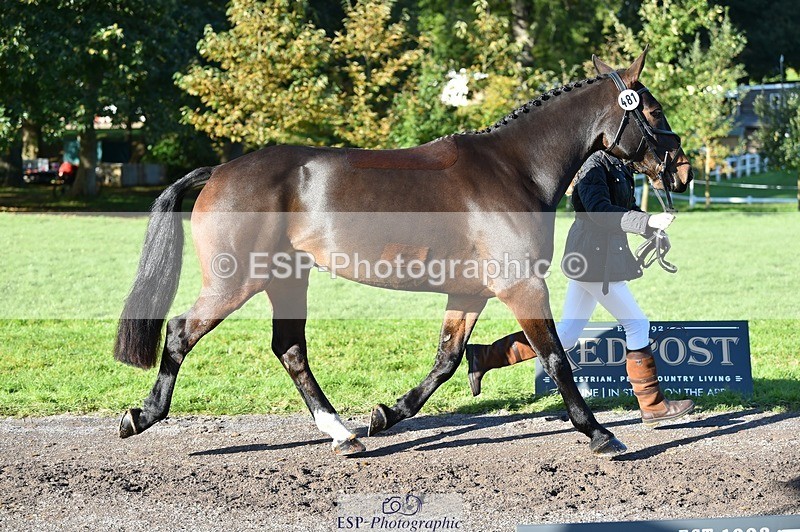 231022-104352-22701 - 481-DUKES.VISION-Abi.Stuart-TrotUp+SJ